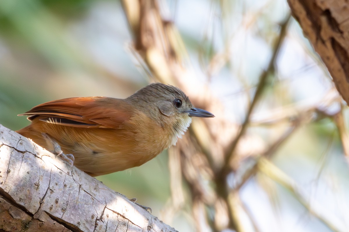 White-lored Spinetail - ML652501699