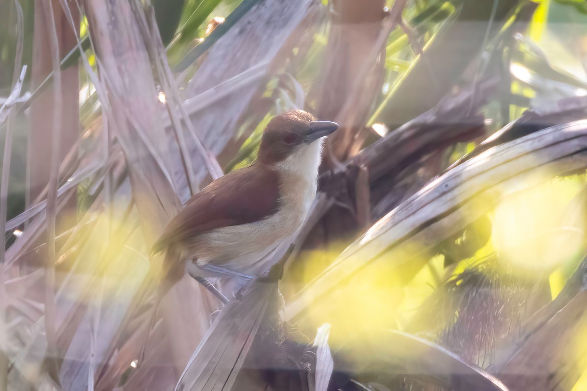 Great Antshrike - ML652501711