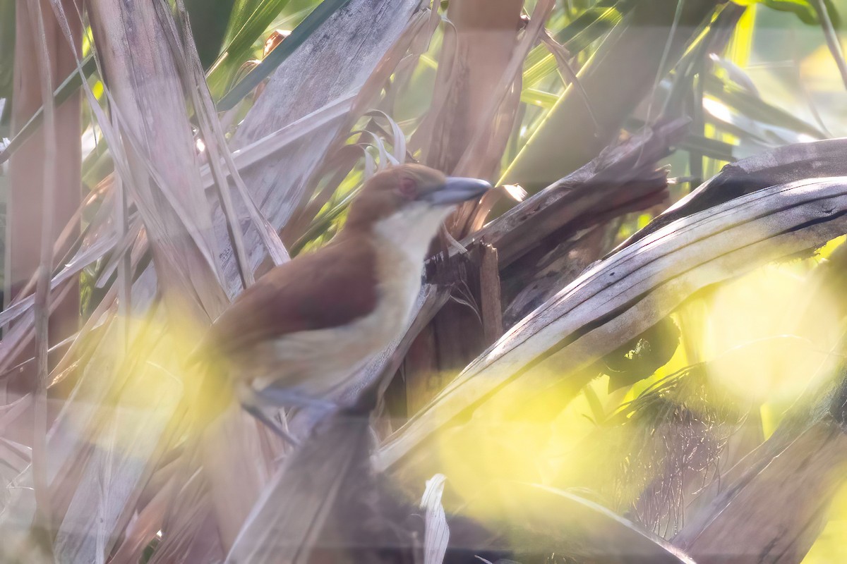 Great Antshrike - ML652501712