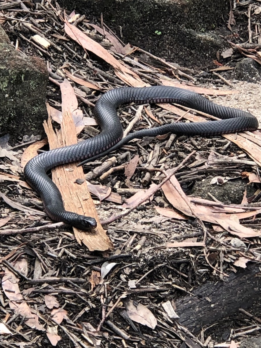 Reptiles - ML652501813