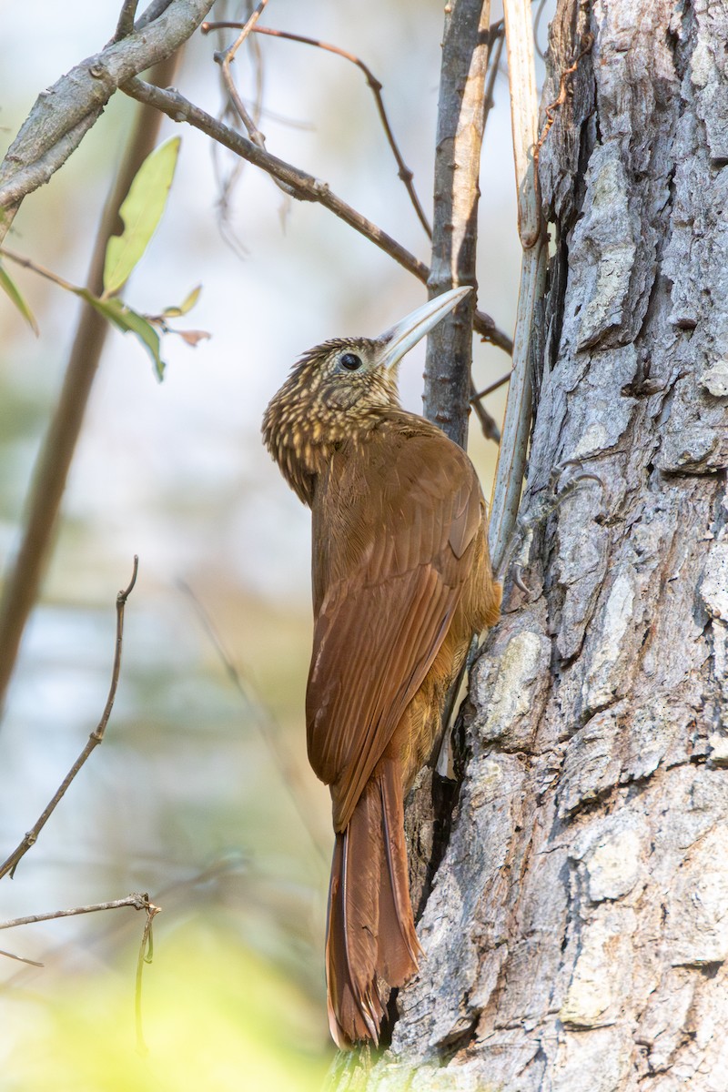 Buff-throated Woodcreeper - ML652501841