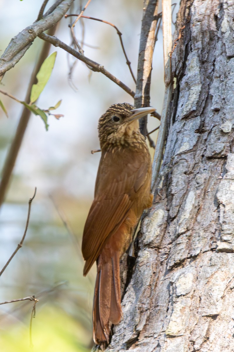 Buff-throated Woodcreeper - ML652501842