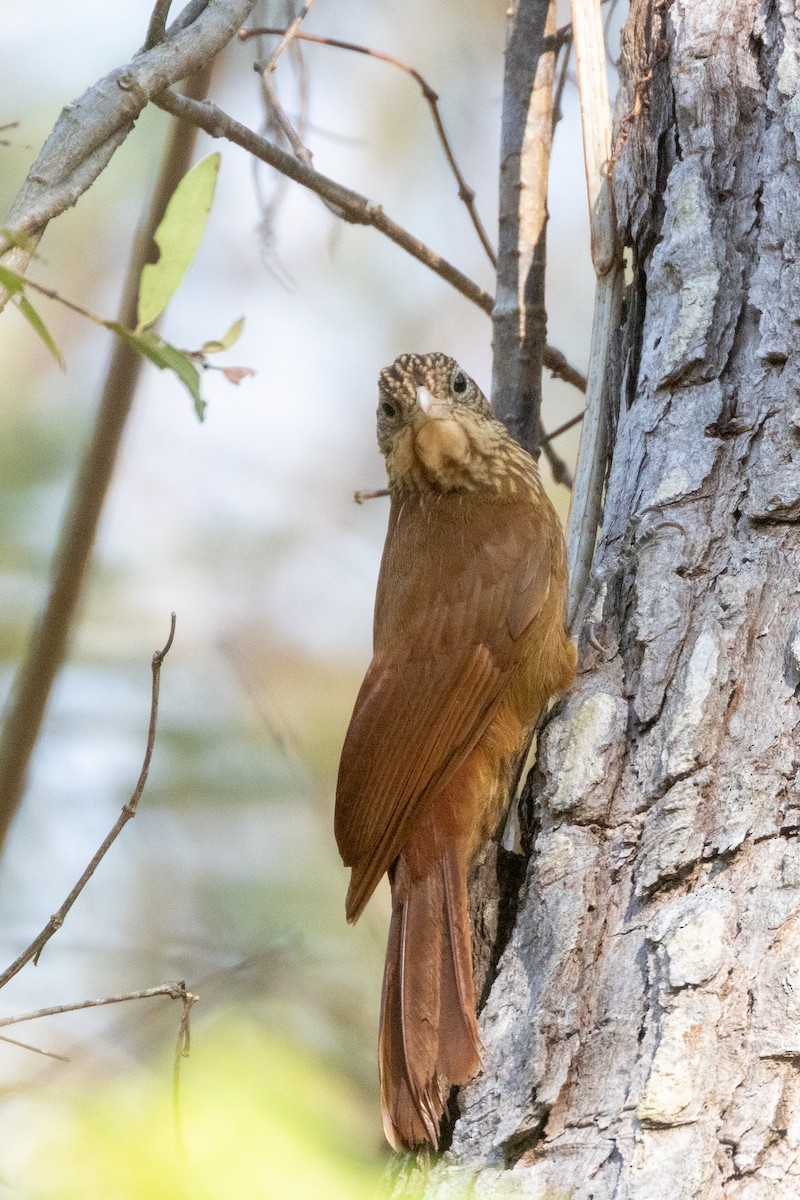 Buff-throated Woodcreeper - ML652501844