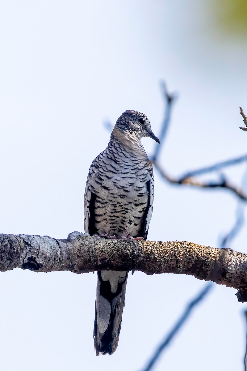 Scaled Dove - ML652501899