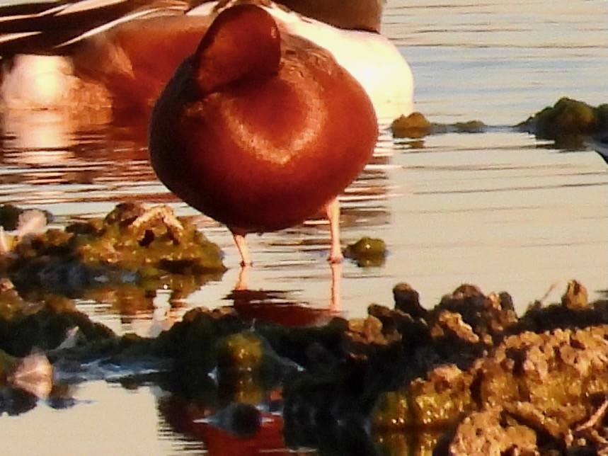 Cinnamon Teal - ML652501939