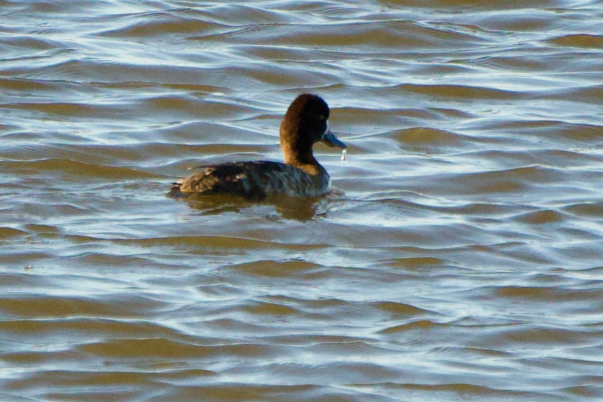 Lesser Scaup - ML652501956