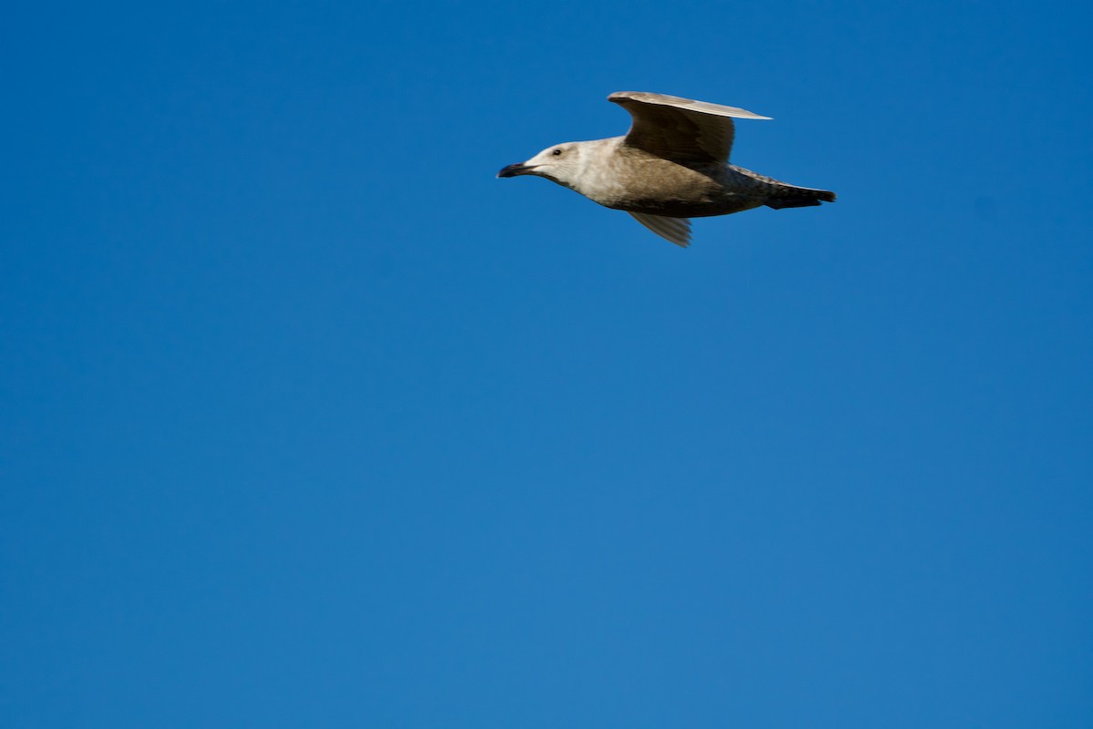 American Herring Gull - ML652501965