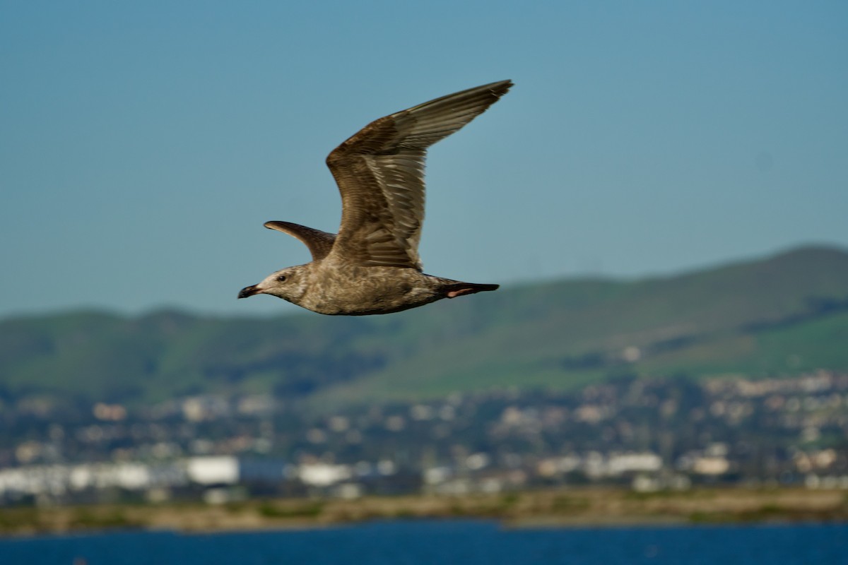 American Herring Gull - ML652501966