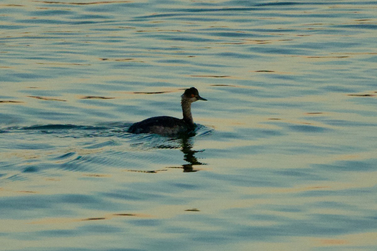 Eared Grebe - ML652501971