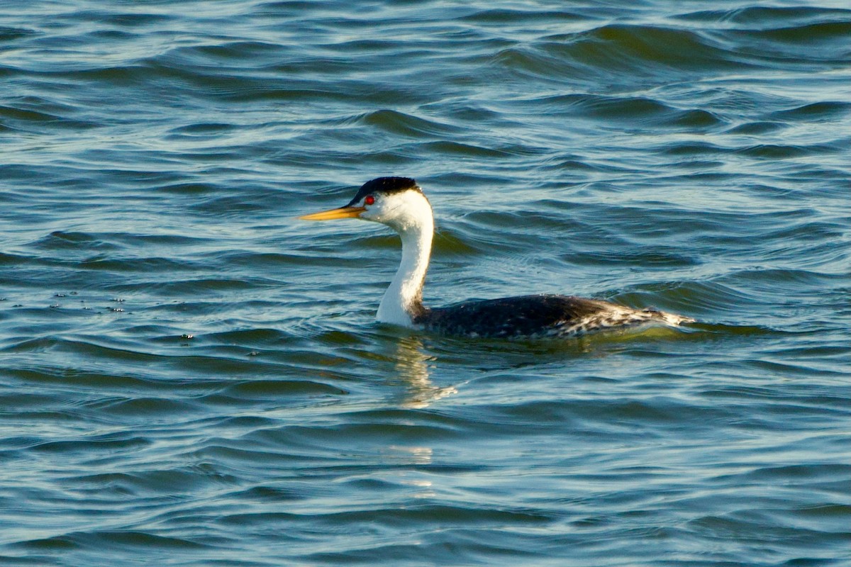 Clark's Grebe - ML652501976