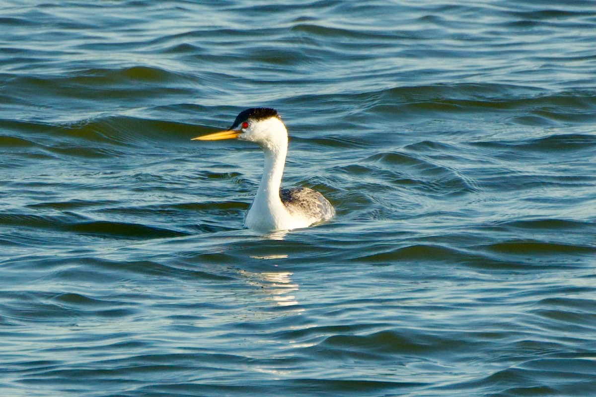 Clark's Grebe - ML652501977
