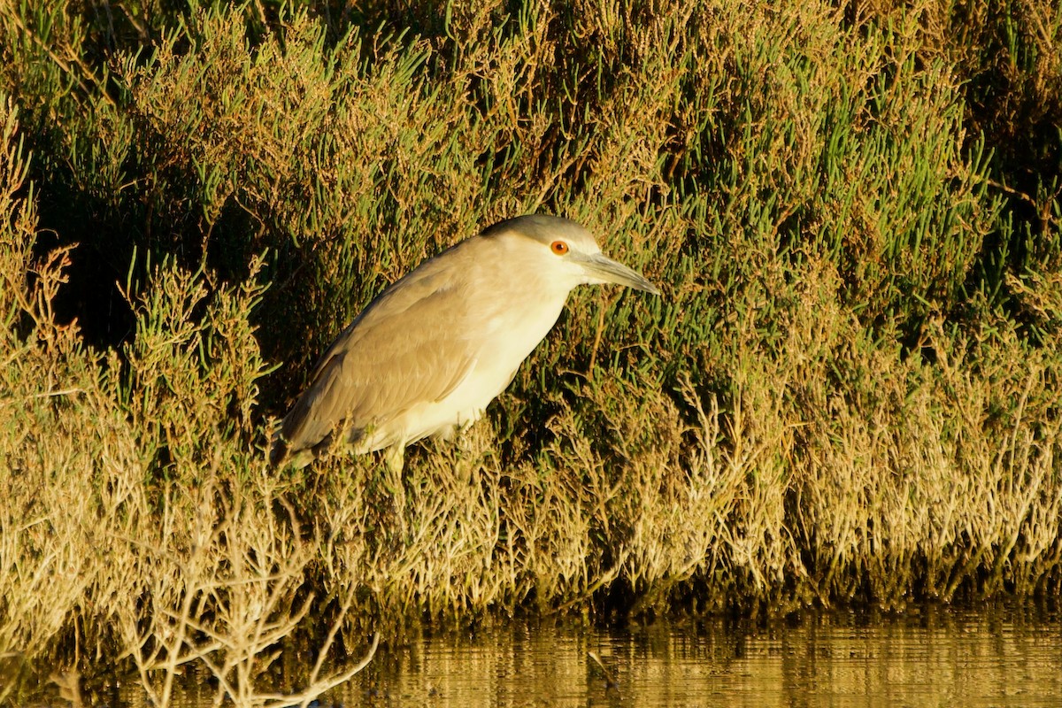 Black-crowned Night Heron - ML652501980