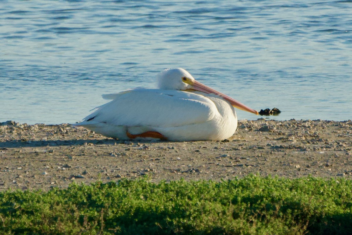 American White Pelican - ML652501987