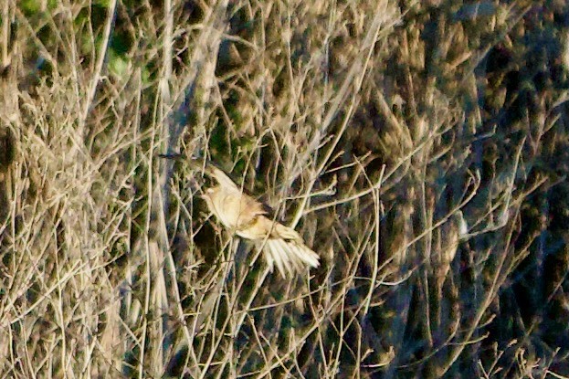 Bataklık Çıtkuşu - ML652501988