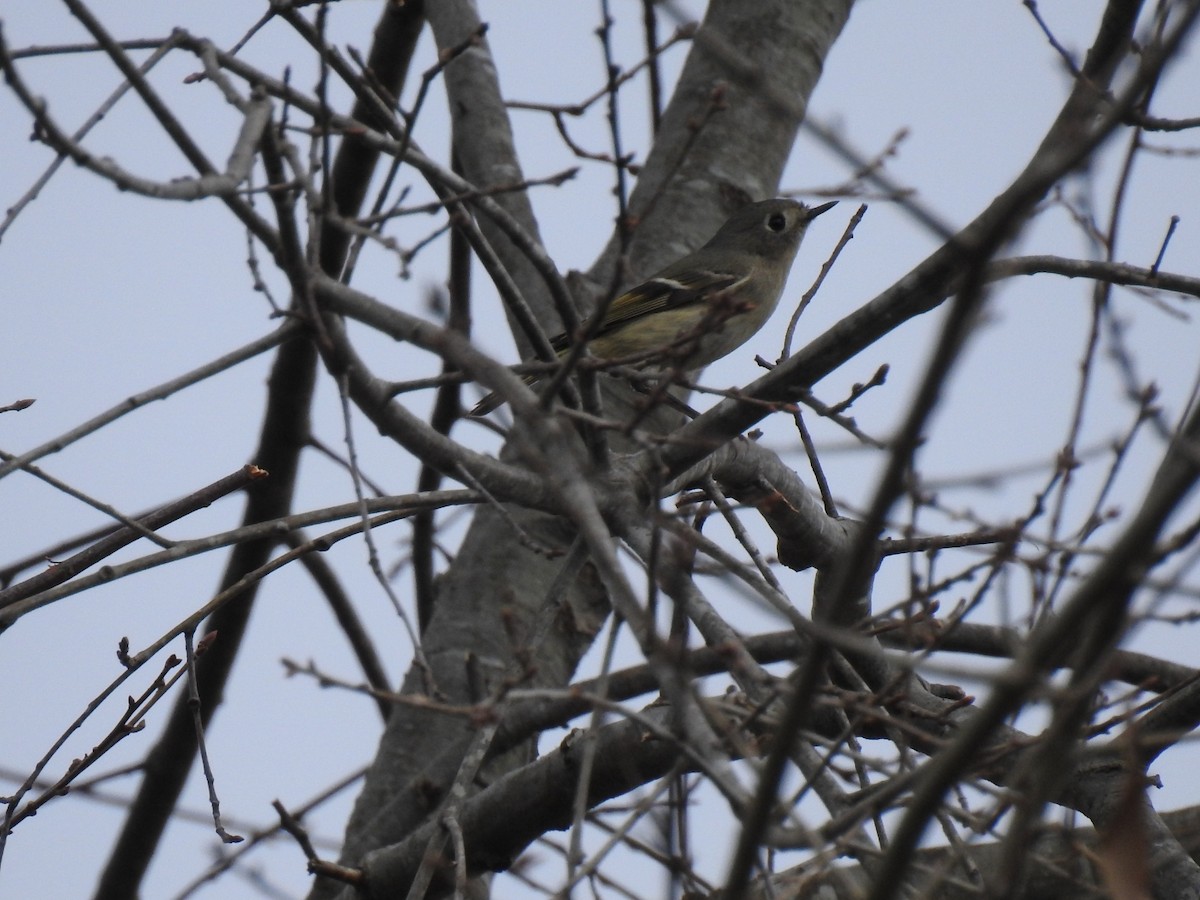 Ruby-crowned Kinglet - ML652501992