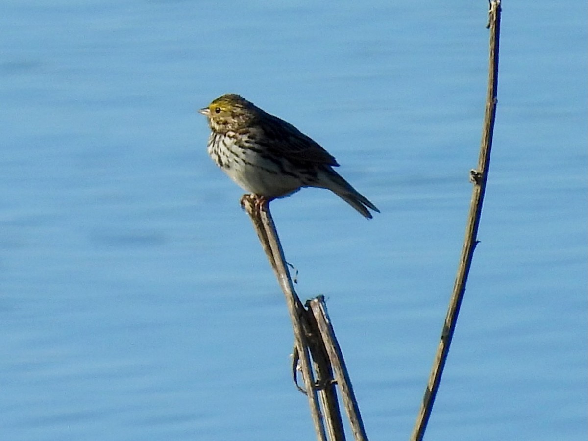 Savannah Sparrow - ML652501993