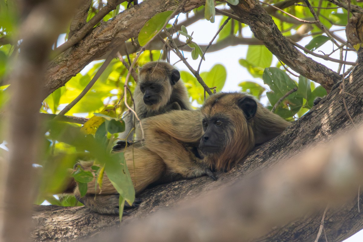 Black-and-gold Howler Monkey - ML652501994
