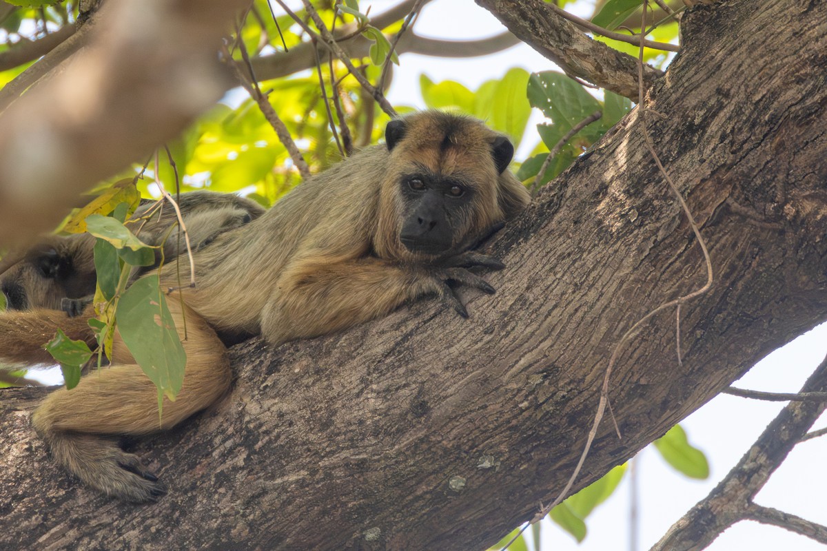 Black-and-gold Howler Monkey - ML652501995