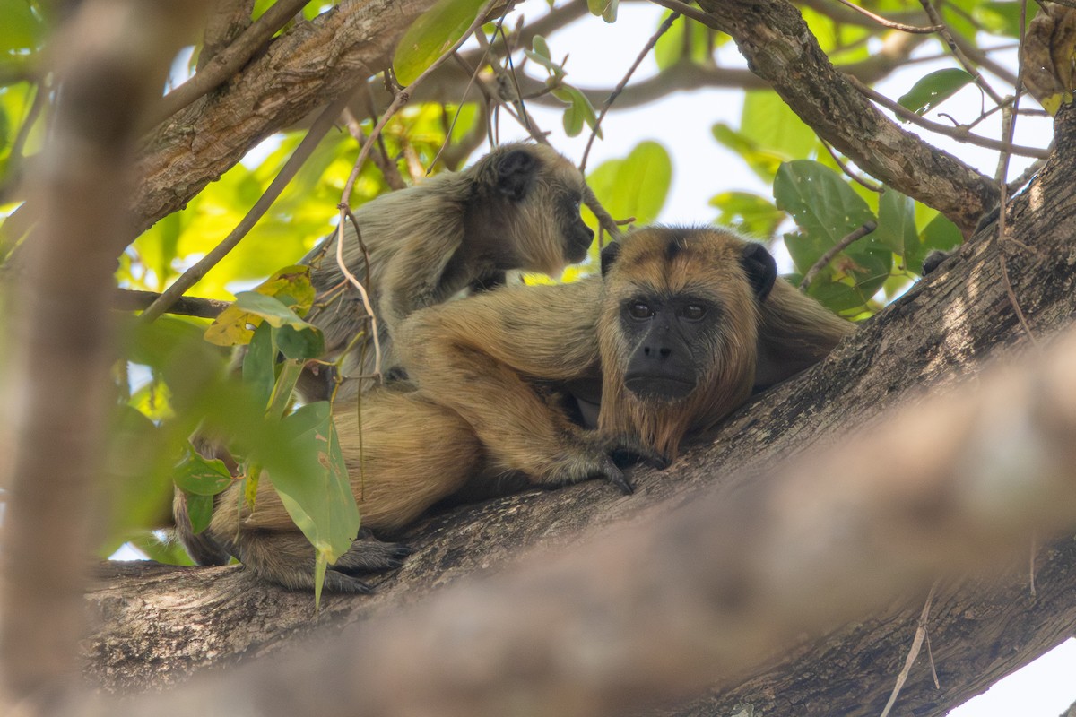 Black-and-gold Howler Monkey - ML652501996