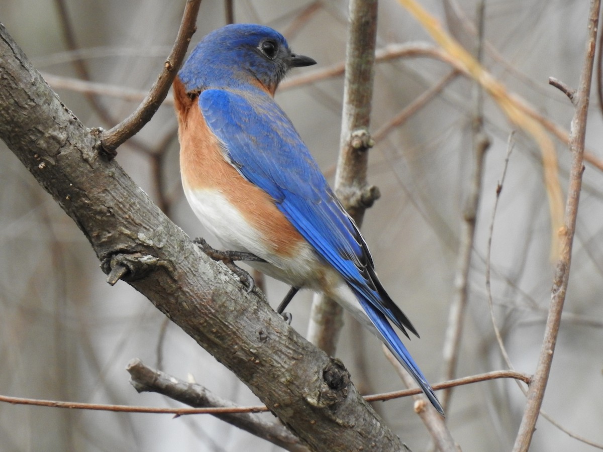 Eastern Bluebird - ML652502003