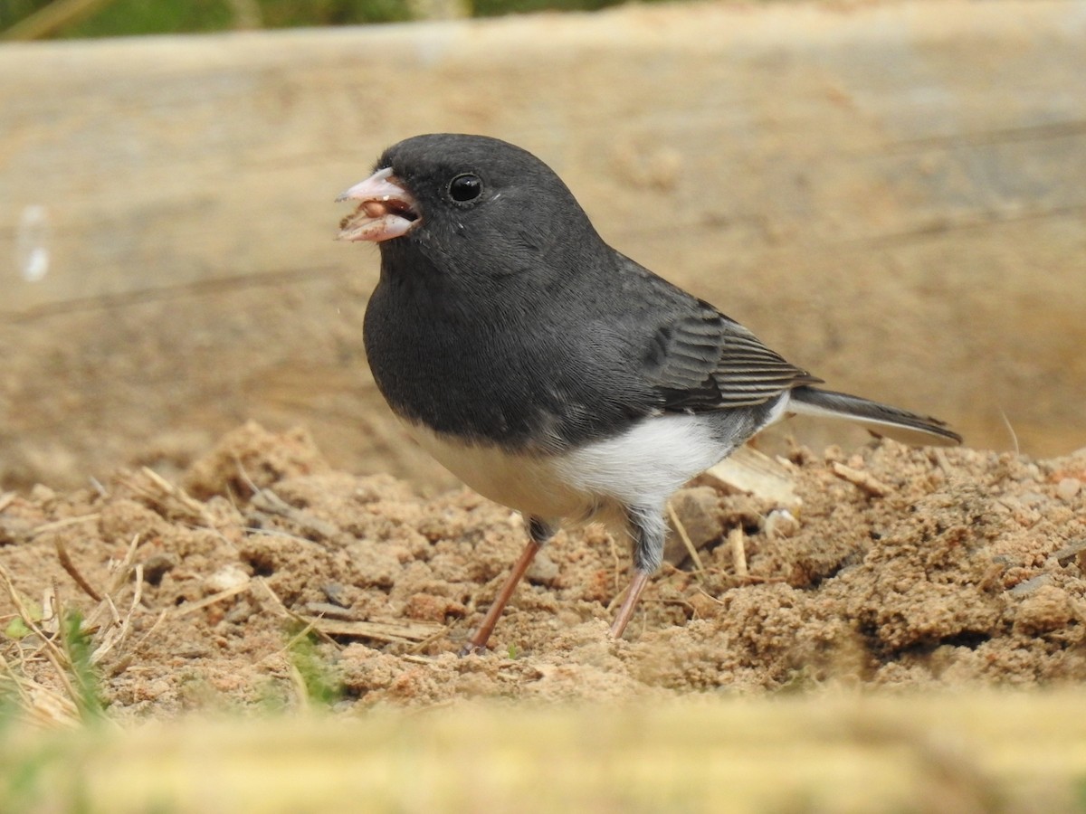 Dark-eyed Junco - ML652502006