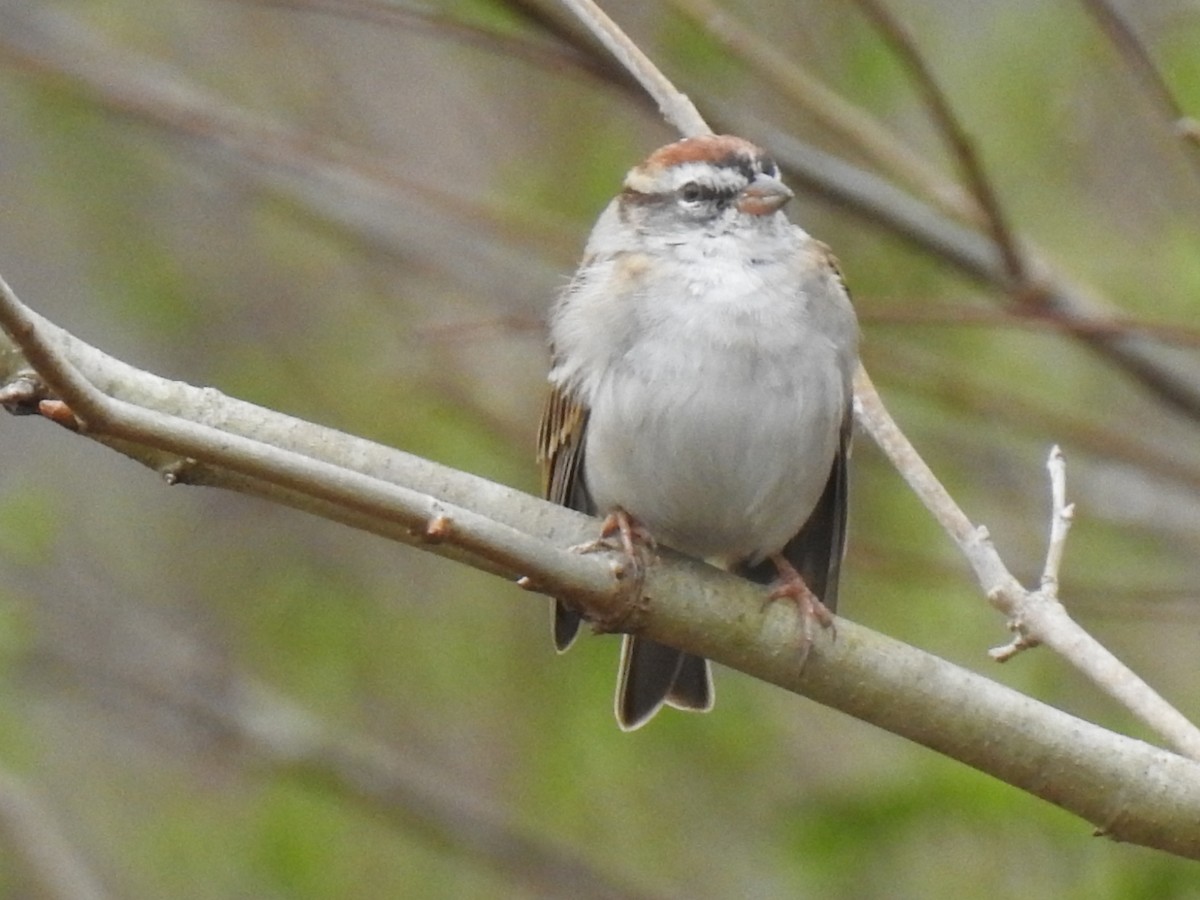 Chipping Sparrow - ML652502018