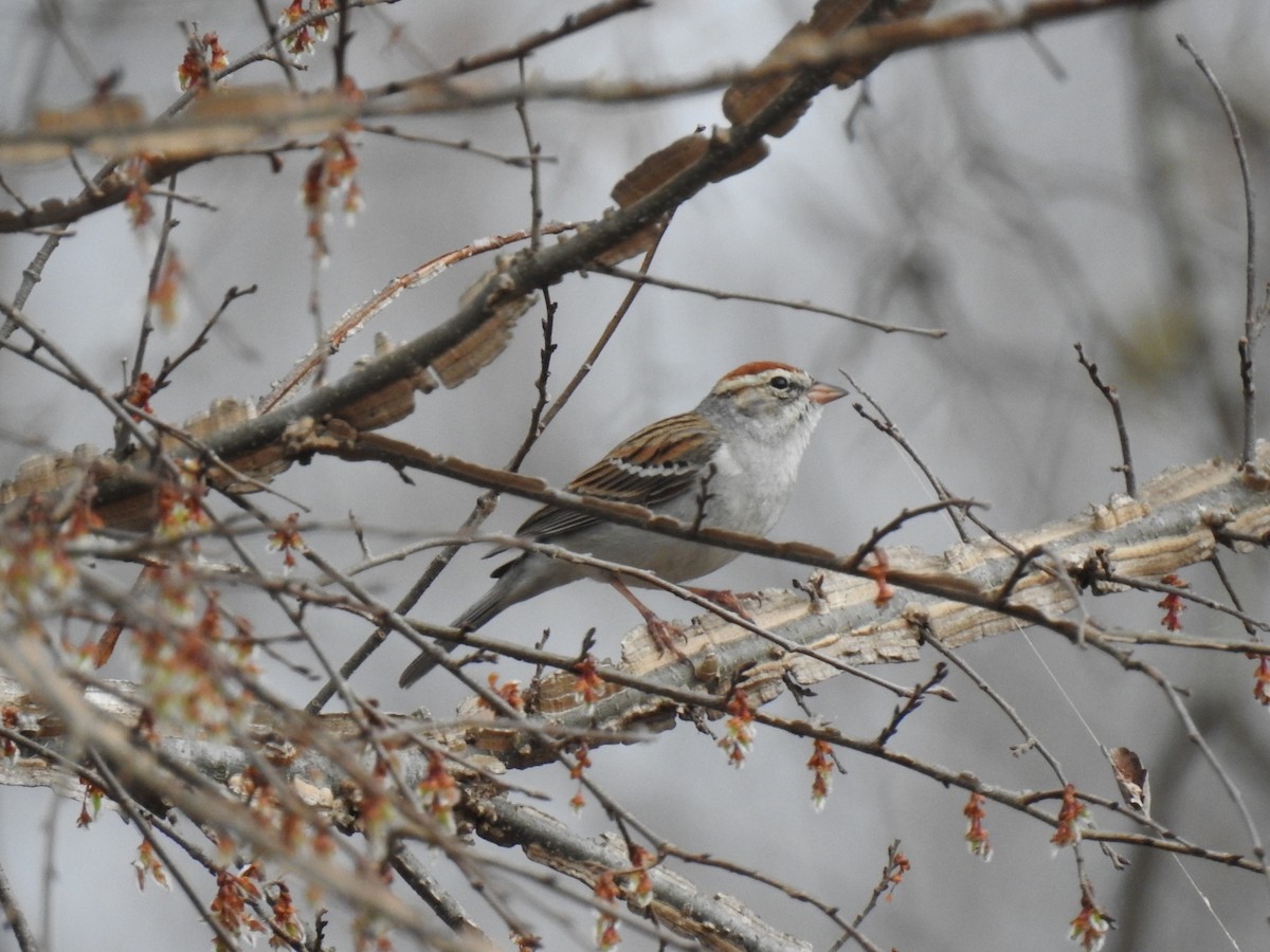 Chipping Sparrow - ML652502019