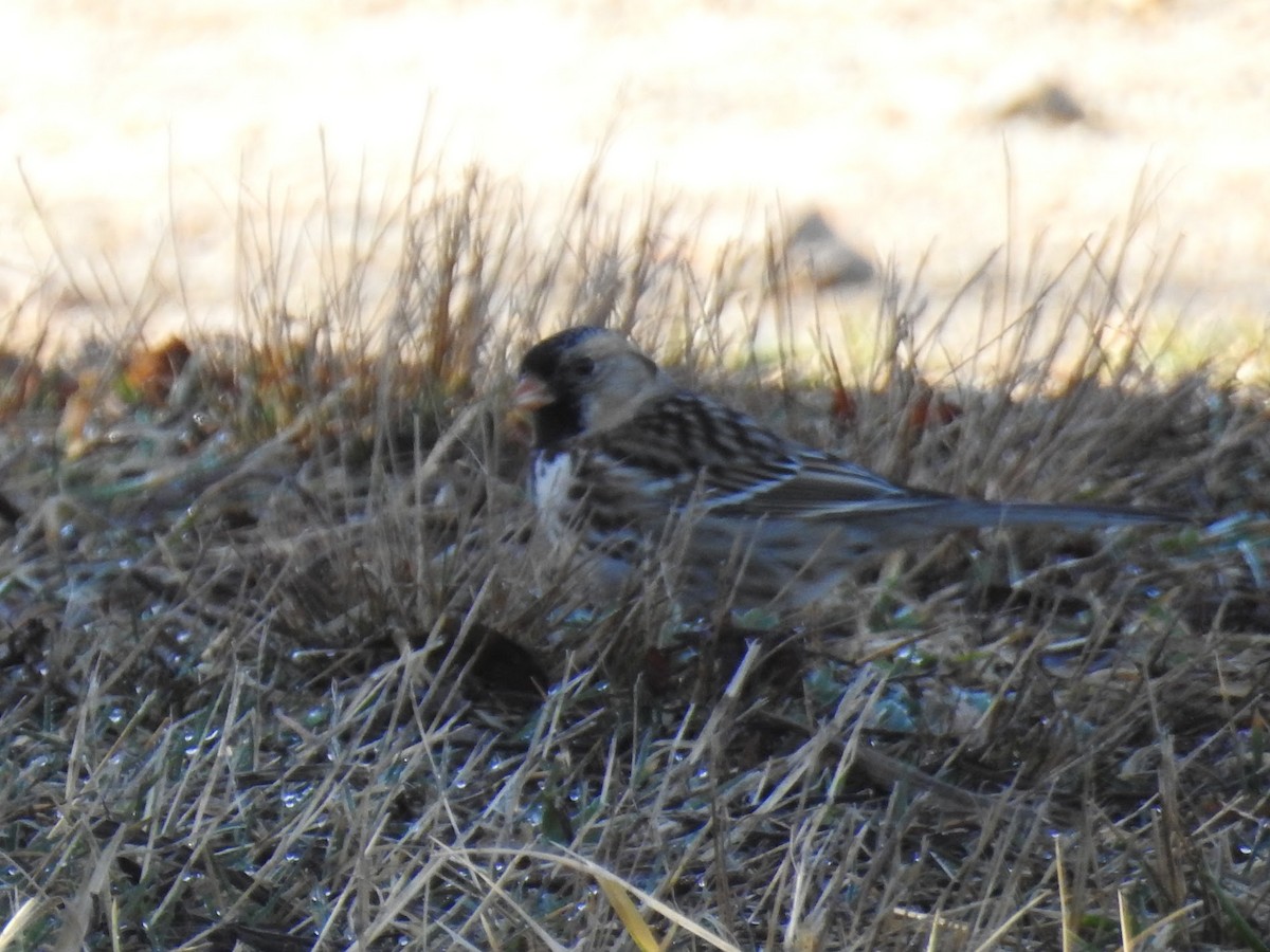 Harris's Sparrow - ML652502022