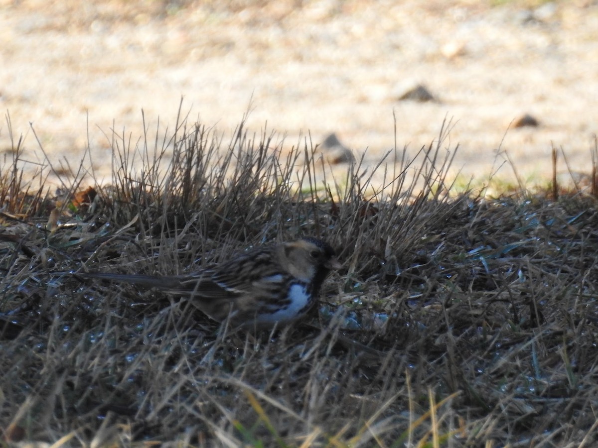 Harris's Sparrow - ML652502023