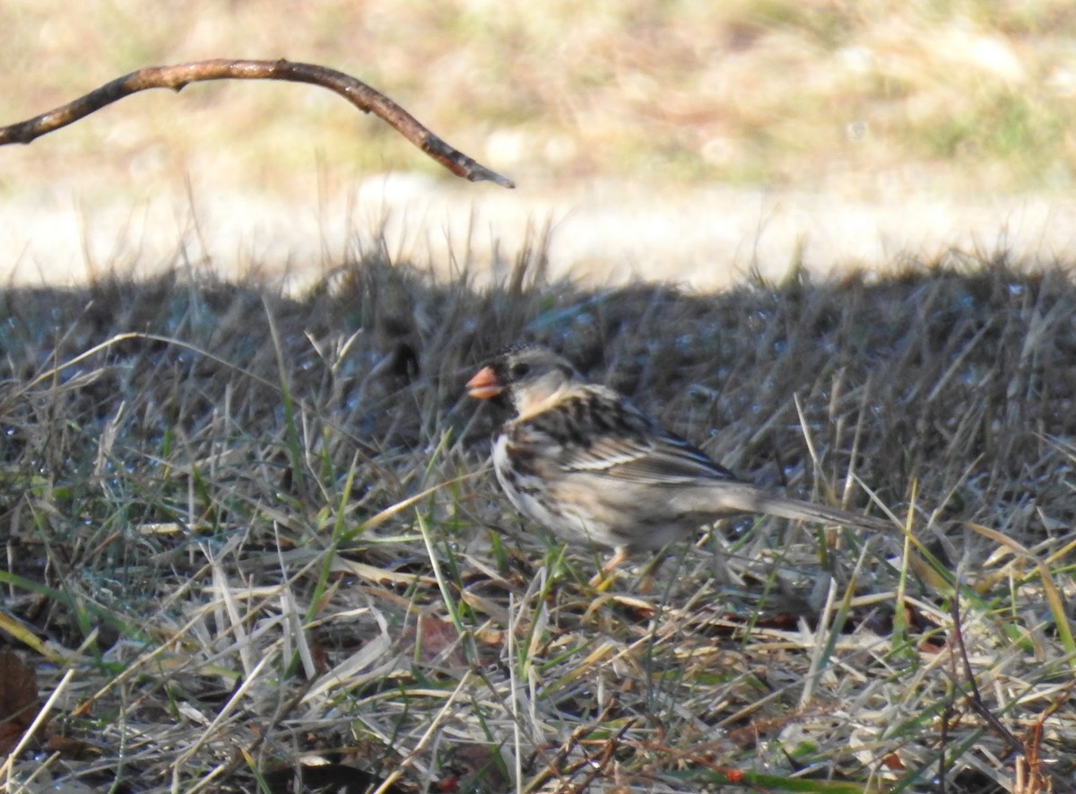 Harris's Sparrow - ML652502024