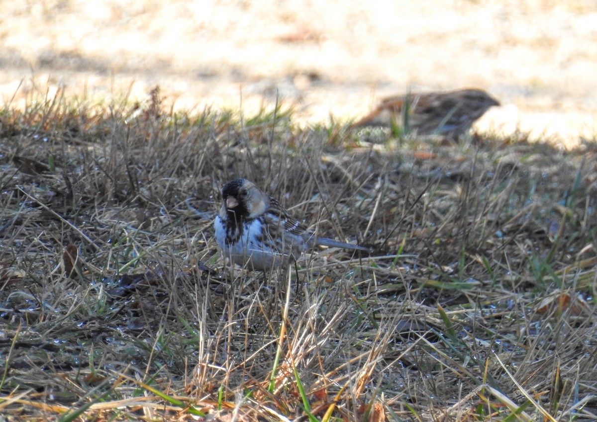 Harris's Sparrow - ML652502025