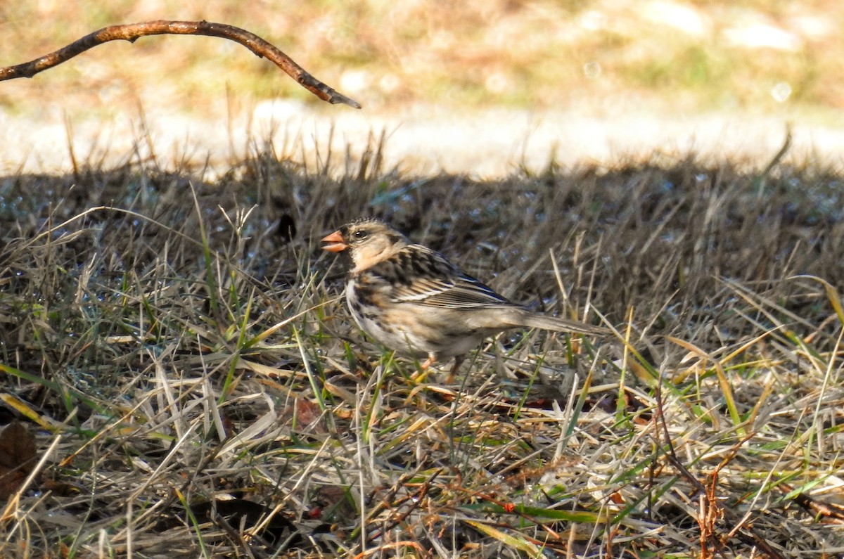 Harris's Sparrow - ML652502026