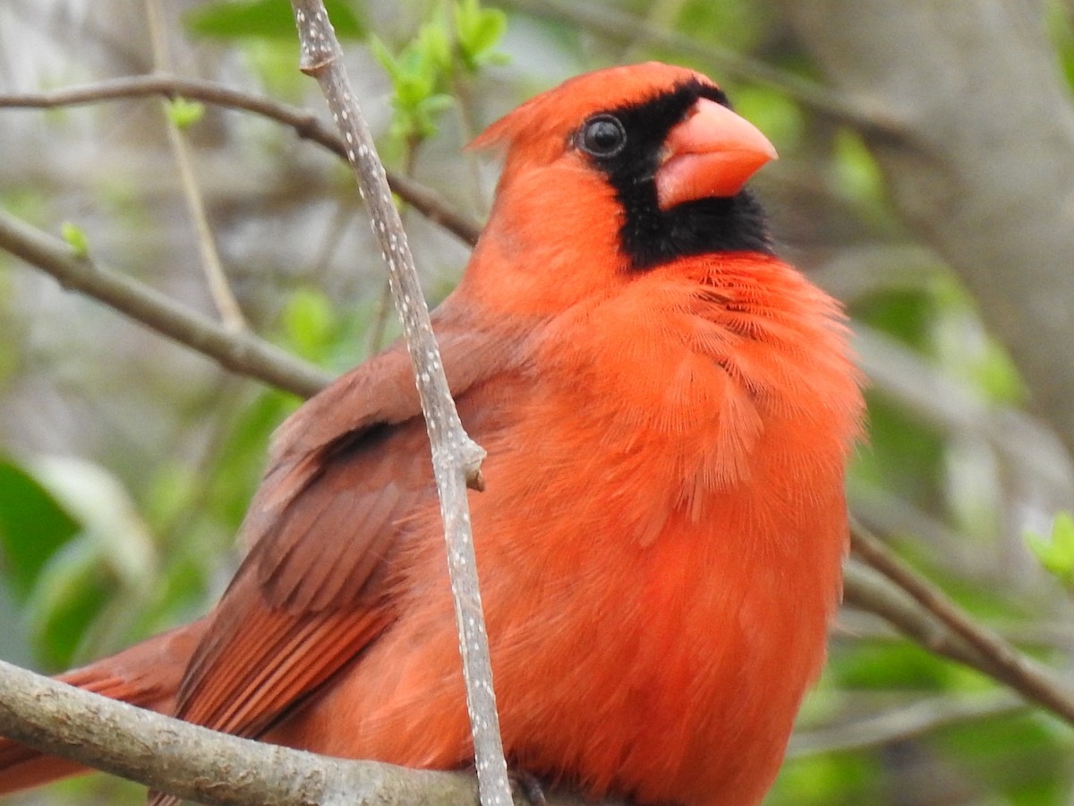 Northern Cardinal - ML652502029