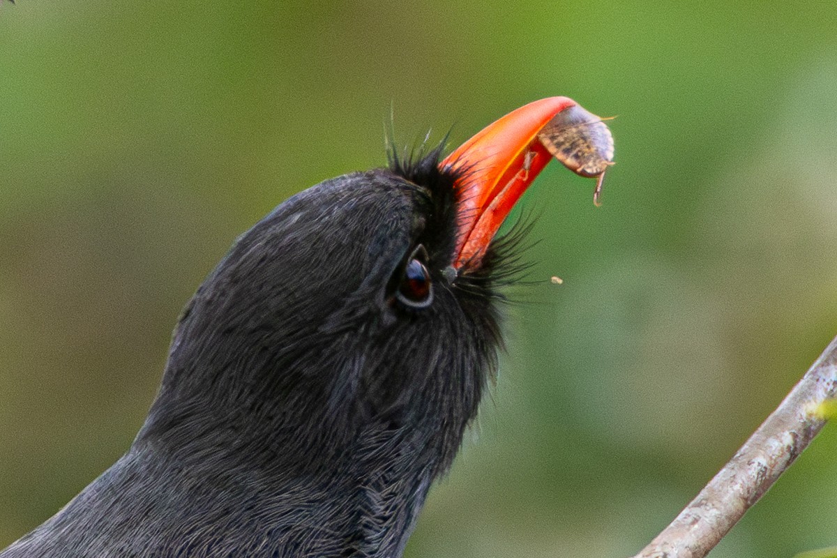 Black-fronted Nunbird - ML652502050