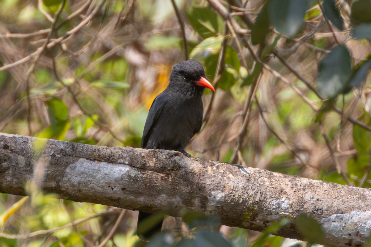 Black-fronted Nunbird - ML652502051