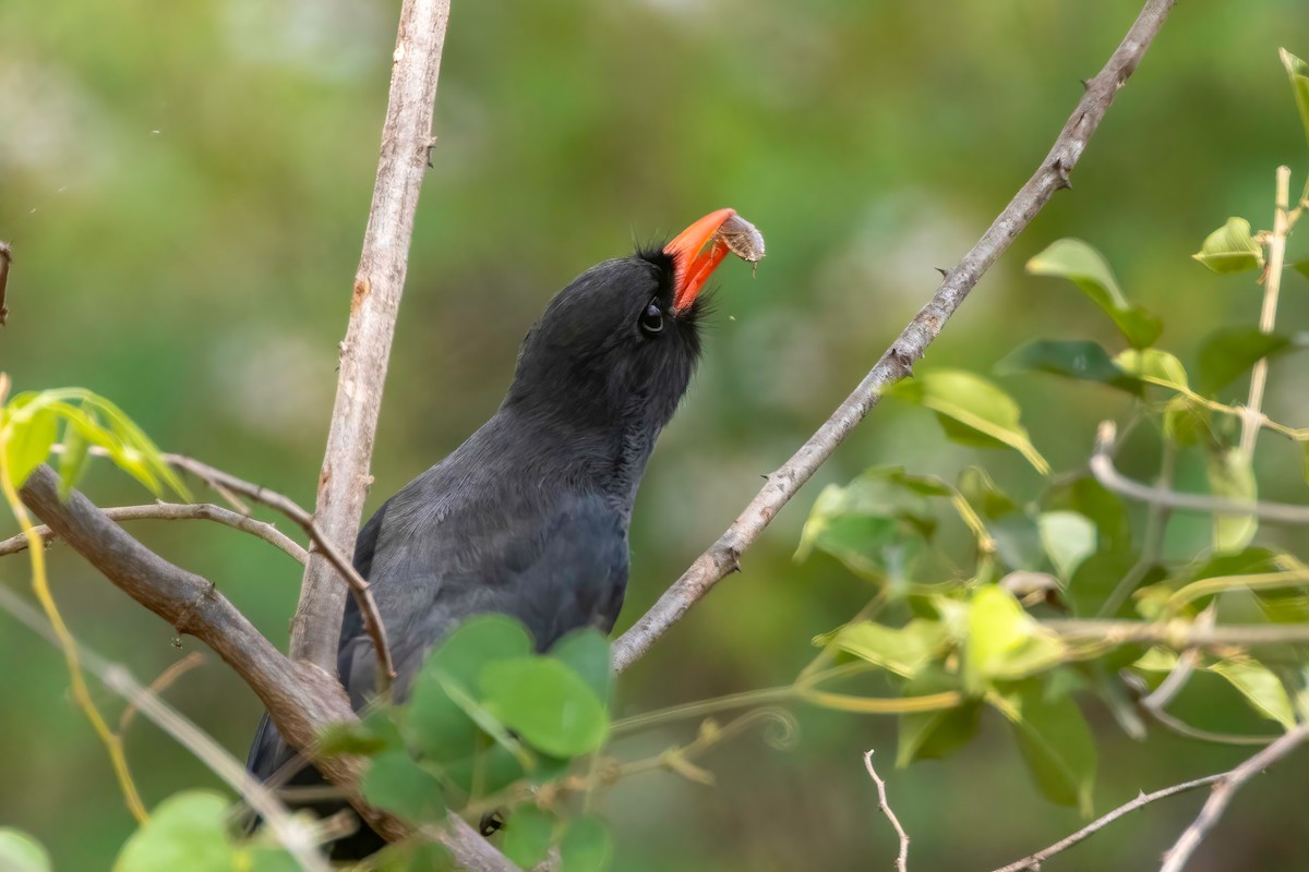 Black-fronted Nunbird - ML652502053