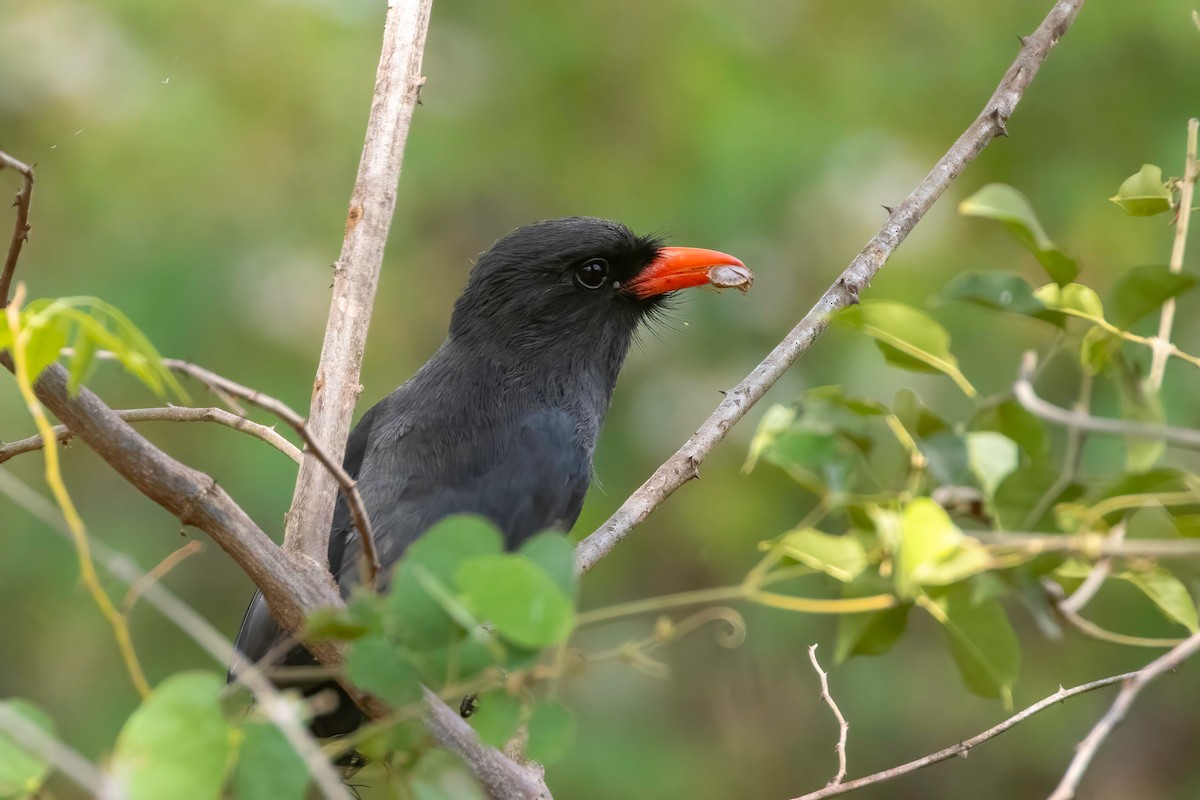 Black-fronted Nunbird - ML652502054