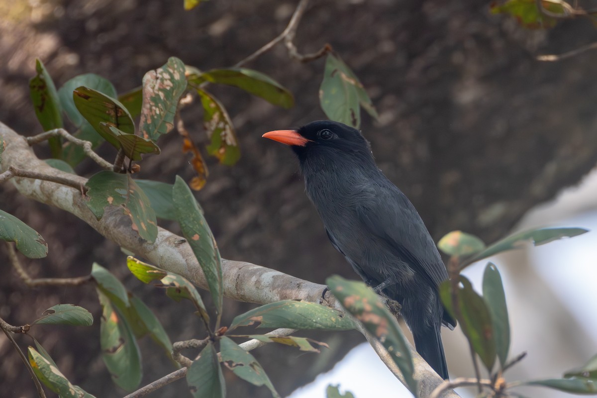 Black-fronted Nunbird - ML652502055