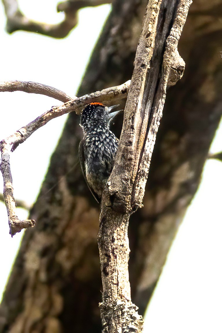 White-wedged Piculet - ML652502134