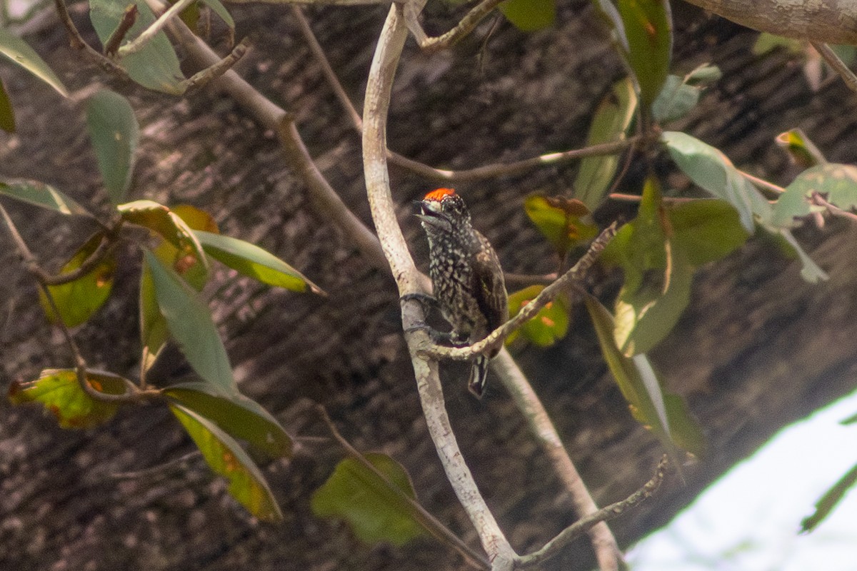 White-wedged Piculet - ML652502135