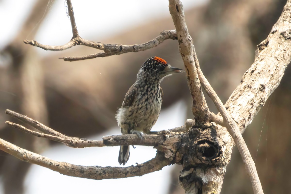 White-wedged Piculet - ML652502136