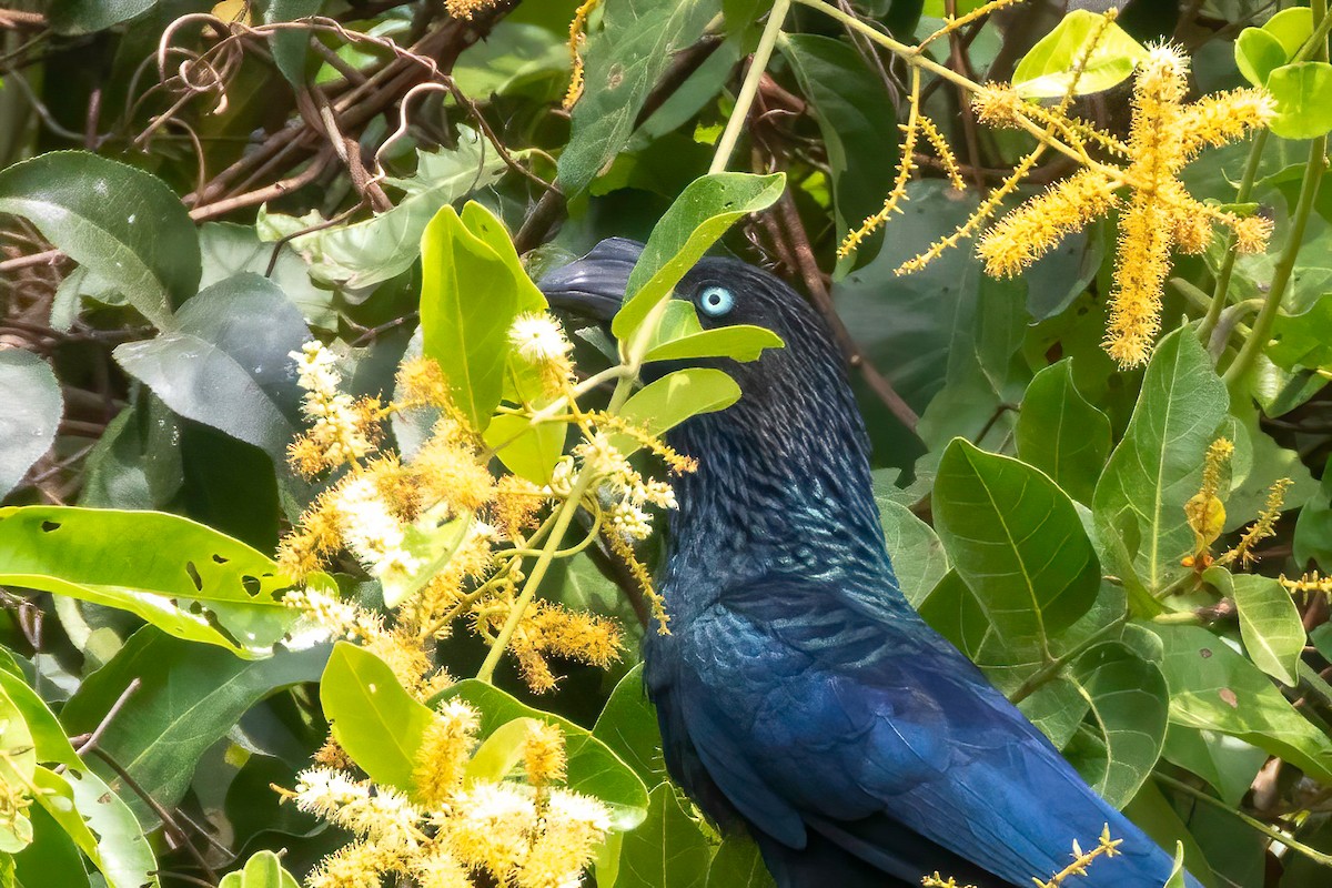 Greater Ani - ML652502221