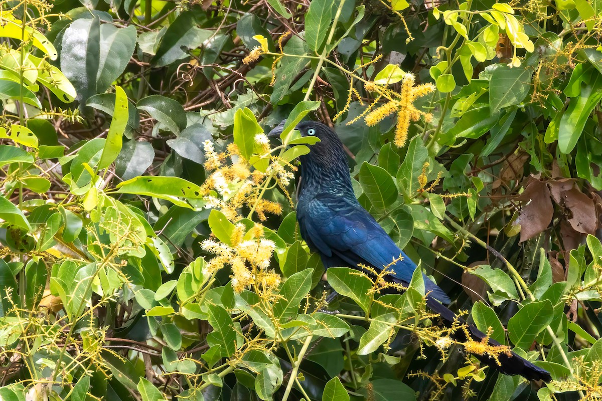 Greater Ani - ML652502222