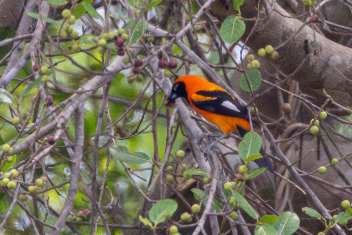 Orange-backed Troupial - ML652502253