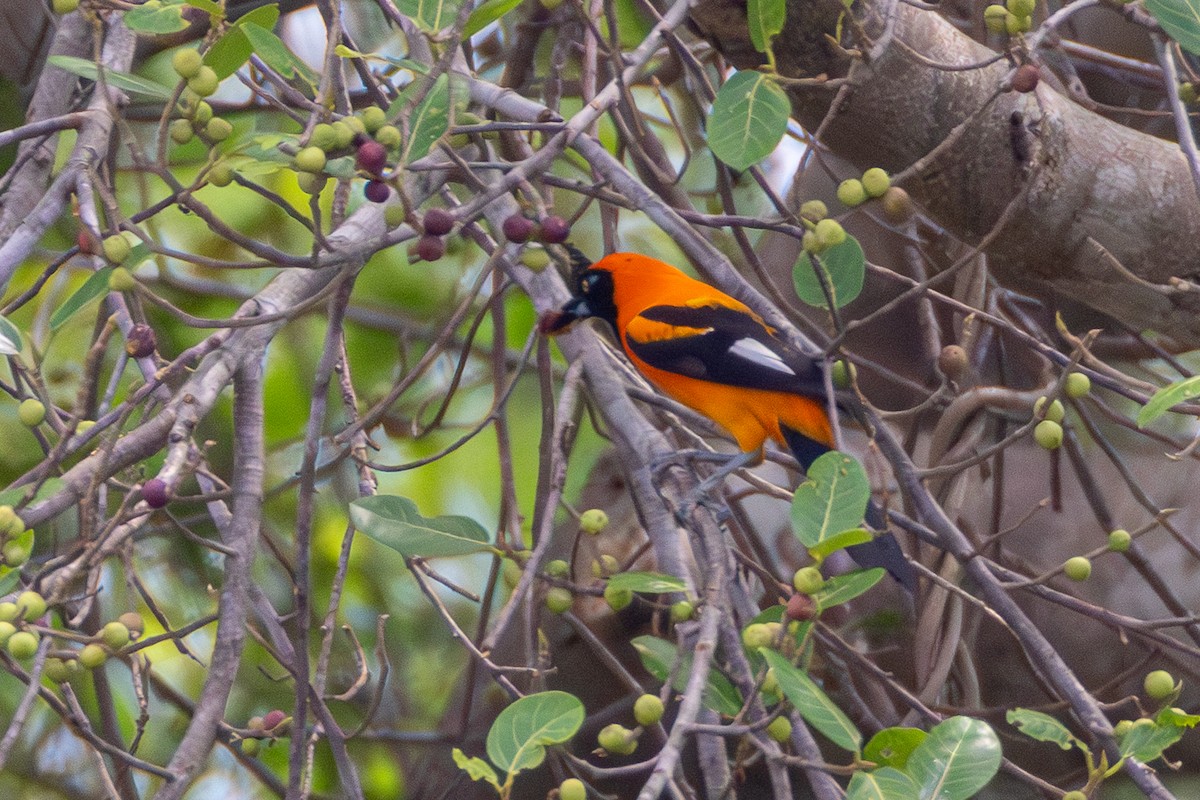 Orange-backed Troupial - ML652502254