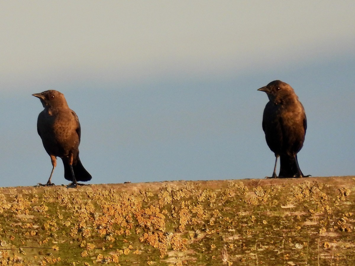 Brewer's Blackbird - ML652502406