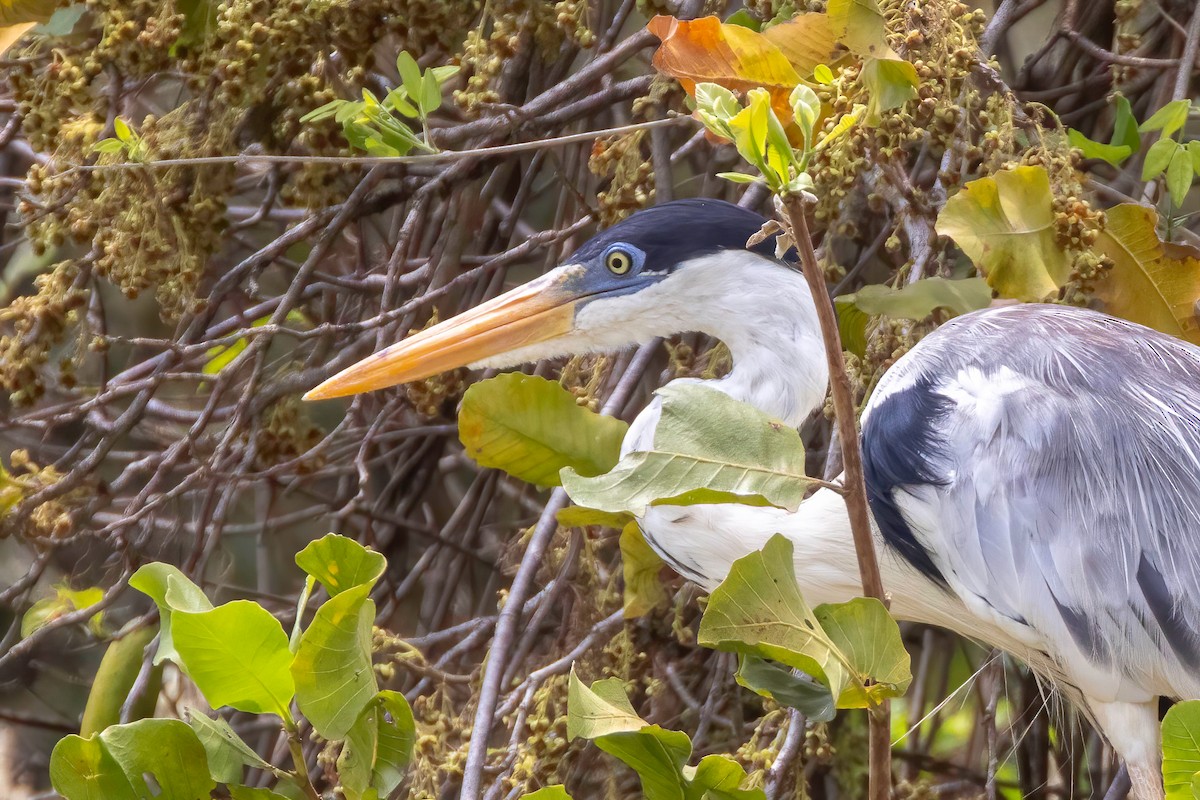 Cocoi Heron - ML652502411
