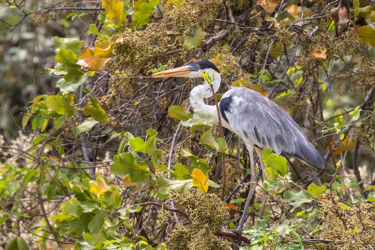 Cocoi Heron - ML652502412