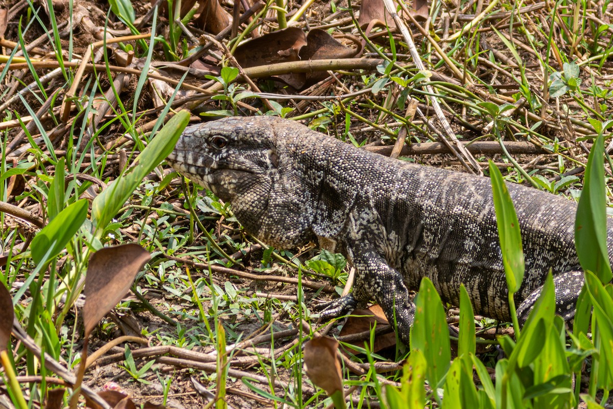 Argentine Black-and-white Tegu - ML652502444