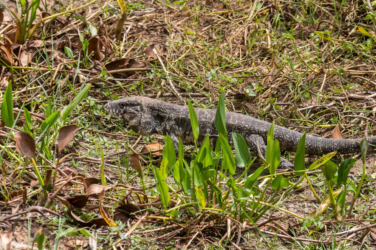 Argentine Black-and-white Tegu - ML652502445